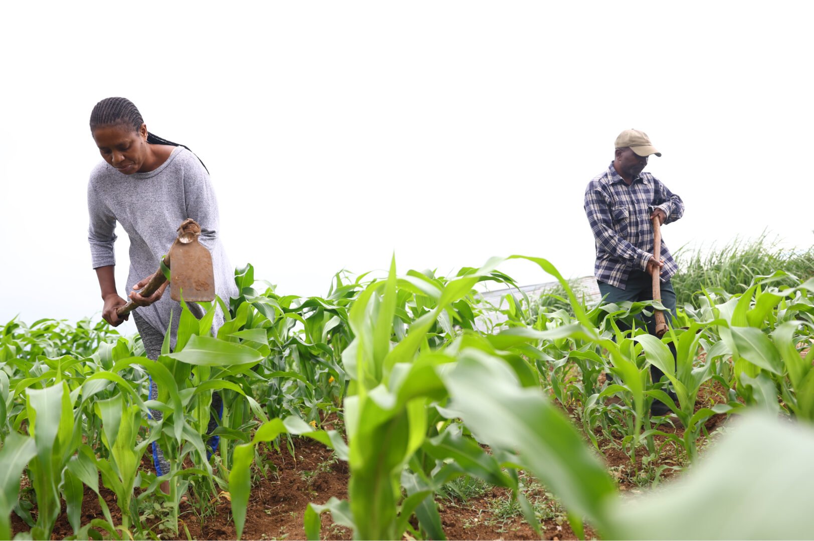 Mercy Manzini and staff work on crops at her farm
