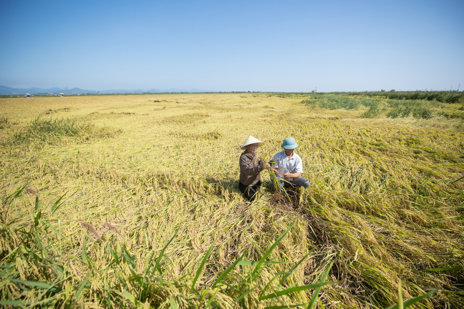 Vietnamese rice farmer Nguyen Thi Tham and her husband Nguyen Quang Trung work together in a field.