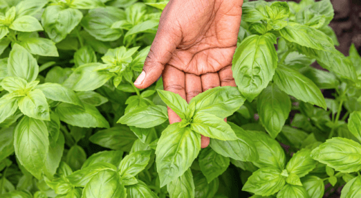 A hand picking herbs, in the middle of vibrant green leaves.